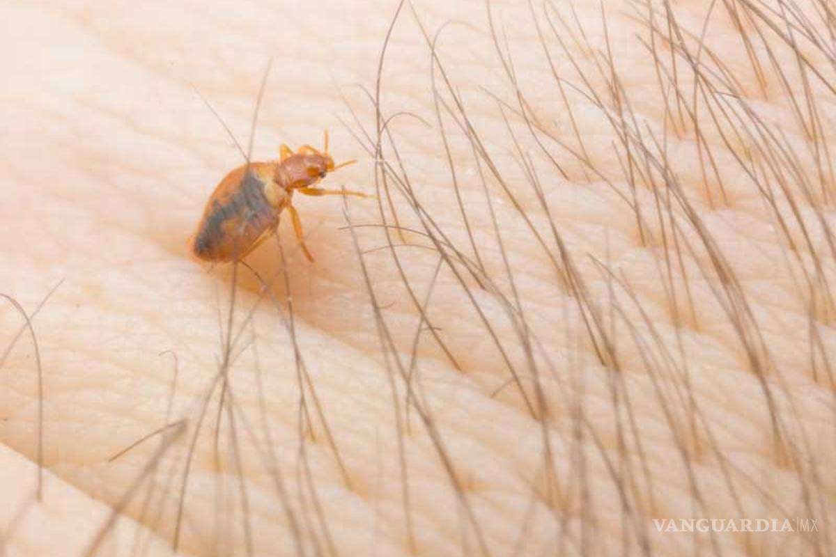 $!Chinches: toma tus precauciones para que no seas su presa fácil