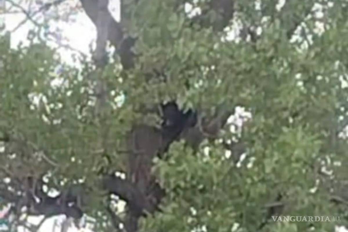 ¡Osos y más osos! Se reporta otro avistamiento en Saltillo