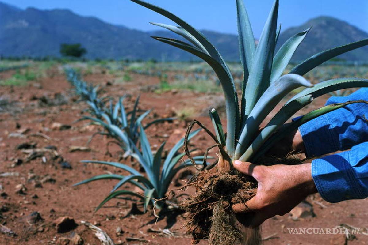 Ford busca fabricar partes de automóviles con agave