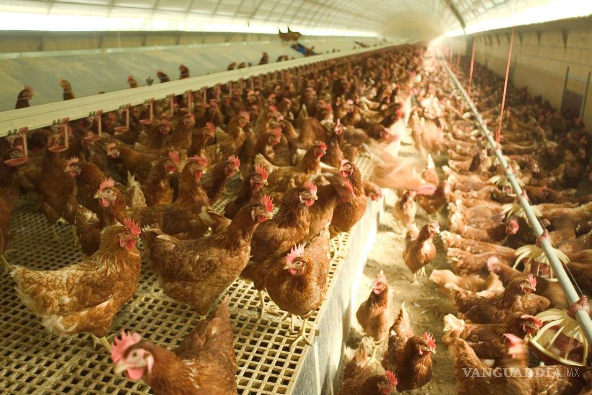 Más de 280 mil aves sacrificadas en Coahuila y Durango por alerta de influenza aviar