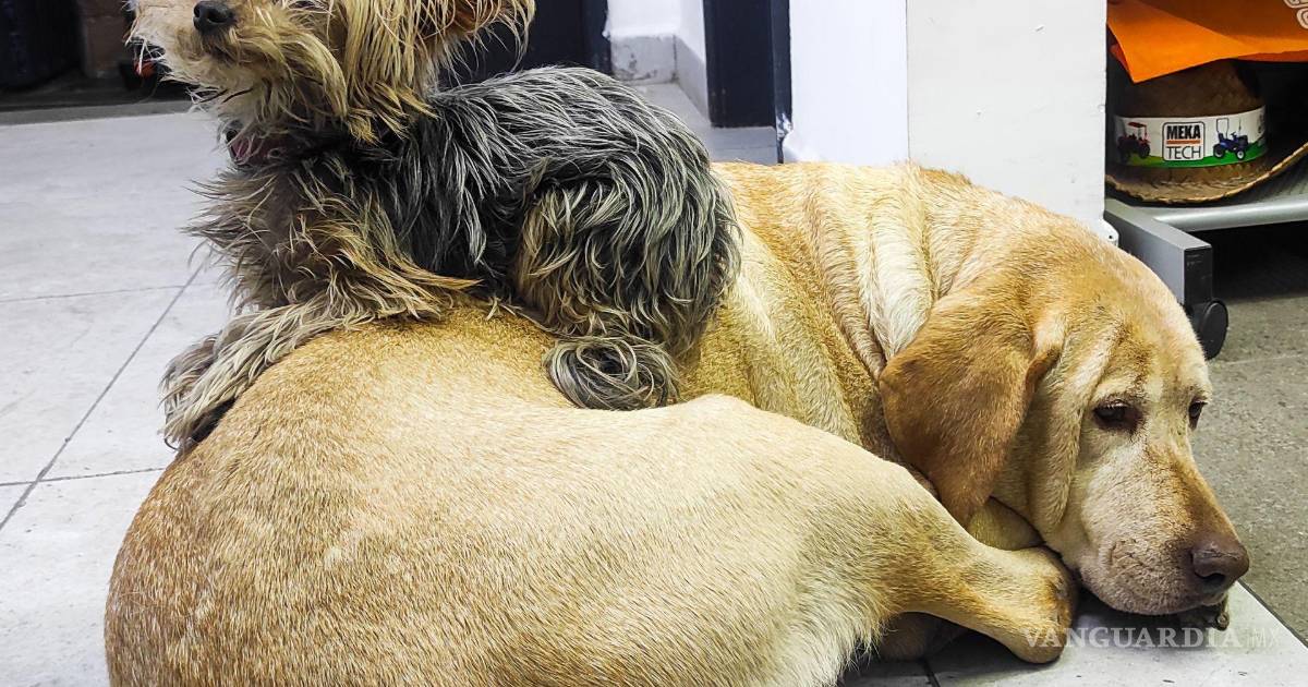 Alerta por envenenamiento: hallan seis cebos sospechosos tras reportes de perros intoxicados