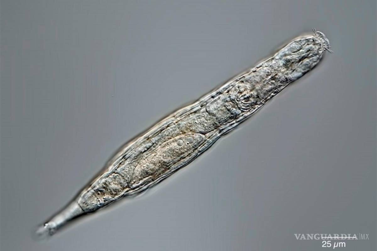 Un animal microscópico sobrevive despertar de estar 24 mil años congelado