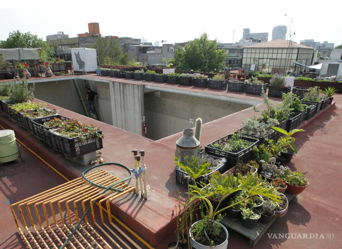 $!Huertos urbanos, pequeños pulmones que respiran en las azoteas de la Ciudad de México