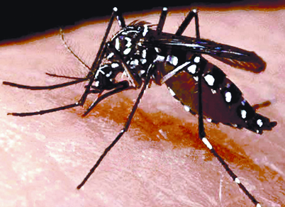 Sigue batalla contra mosquito causante del Chikungunya, dengue y Zika