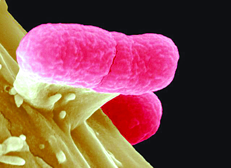 Bichos y bacterias contra el cáncer