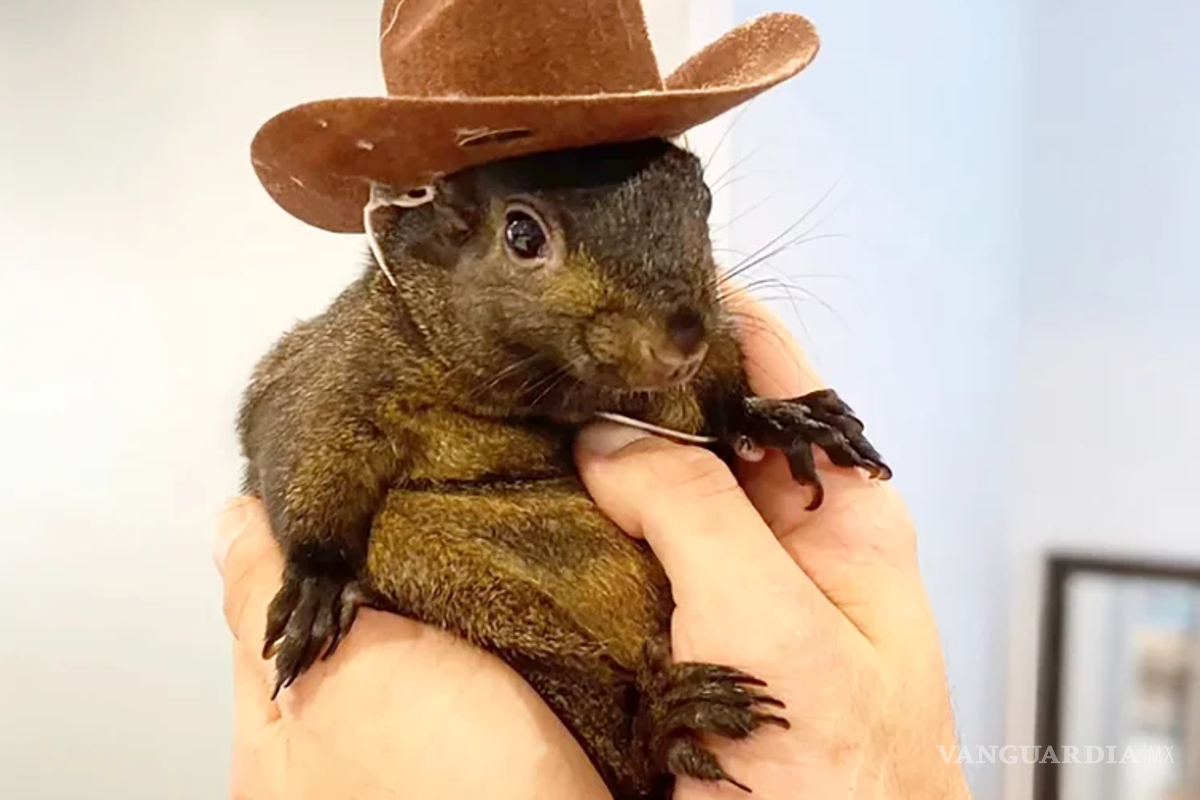 #Justiceforpeanut; la muerte de una ardilla podría impactar elecciones de EU