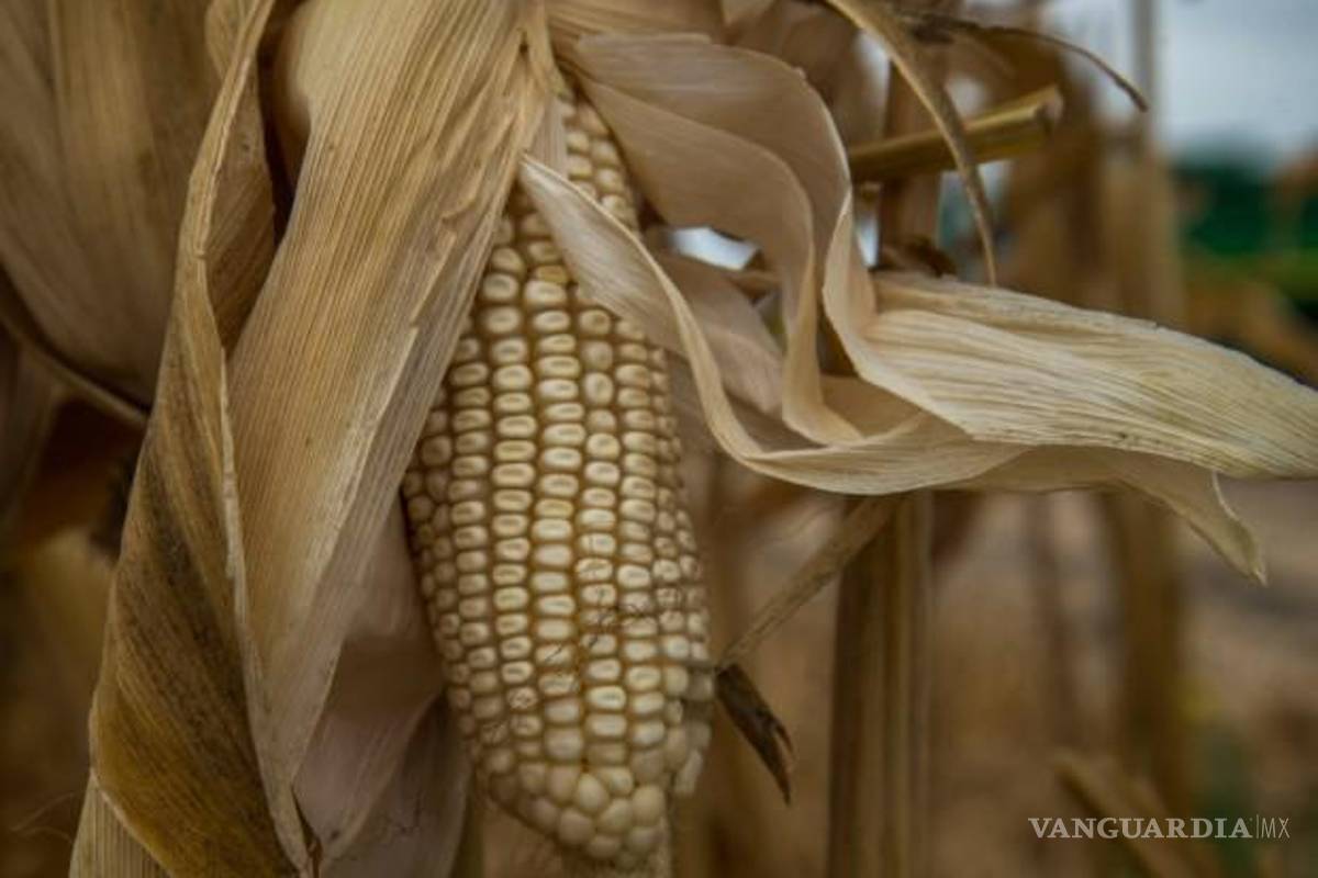 Para el Gobierno de Sheinbaum se aleja la meta en maíz