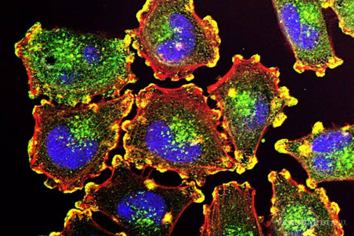 Un equipo de científicos logra identificar un aditivo que promueve una potente inmunidad frente al cáncer