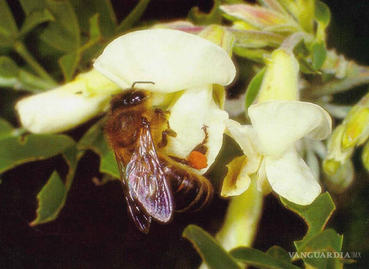 $!Un ejemplar de abeja negra canaria libando una flor. EFE/Elias González