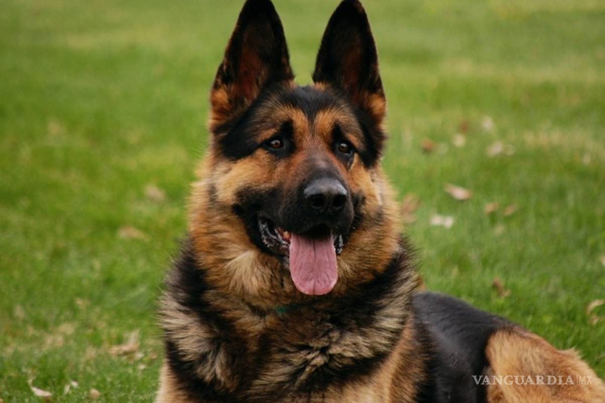 La ataca perro en plena calle; asegura no es la primera vez
