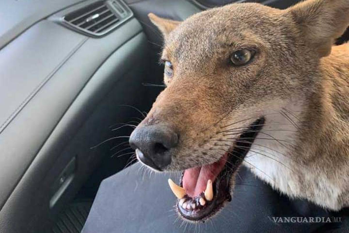 Joven cree rescatar a un perrito... pero en realidad era ¡un coyote!