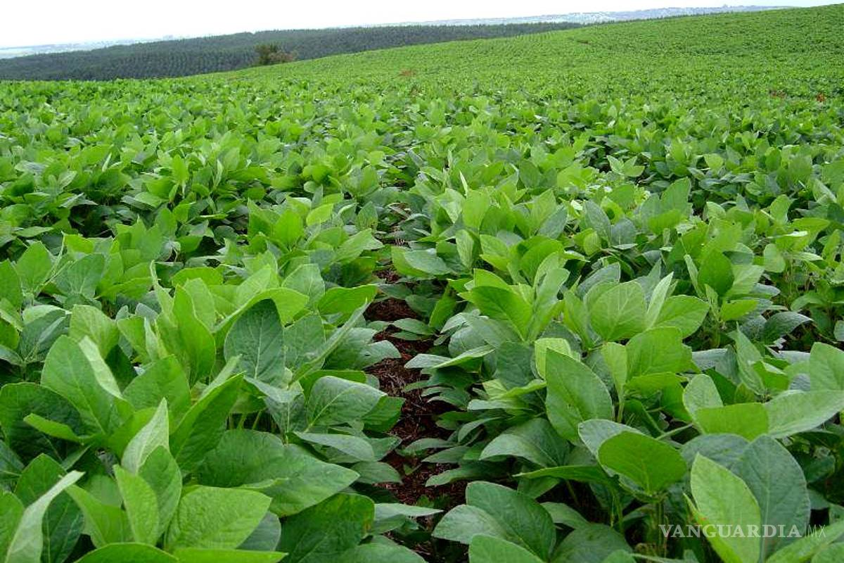 Soya transgénica de Monsanto fue frenada, pero el daño ambiental fue ignorado