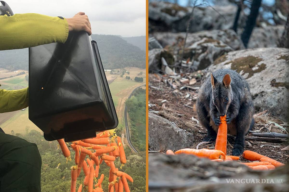 VIDEO: 'Llueven' miles de zanahorias para alimentar animales en Australia