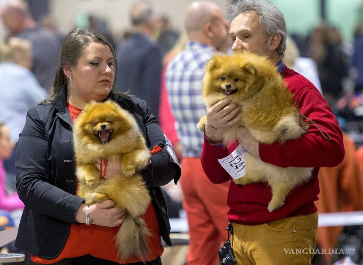 $!Westminster Dog Show: La fiesta más perrona de EU