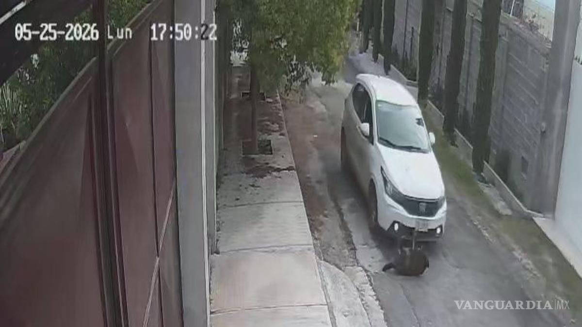 Difunden atropellamiento intencional de perrita en Lomas de Lourdes, Saltillo