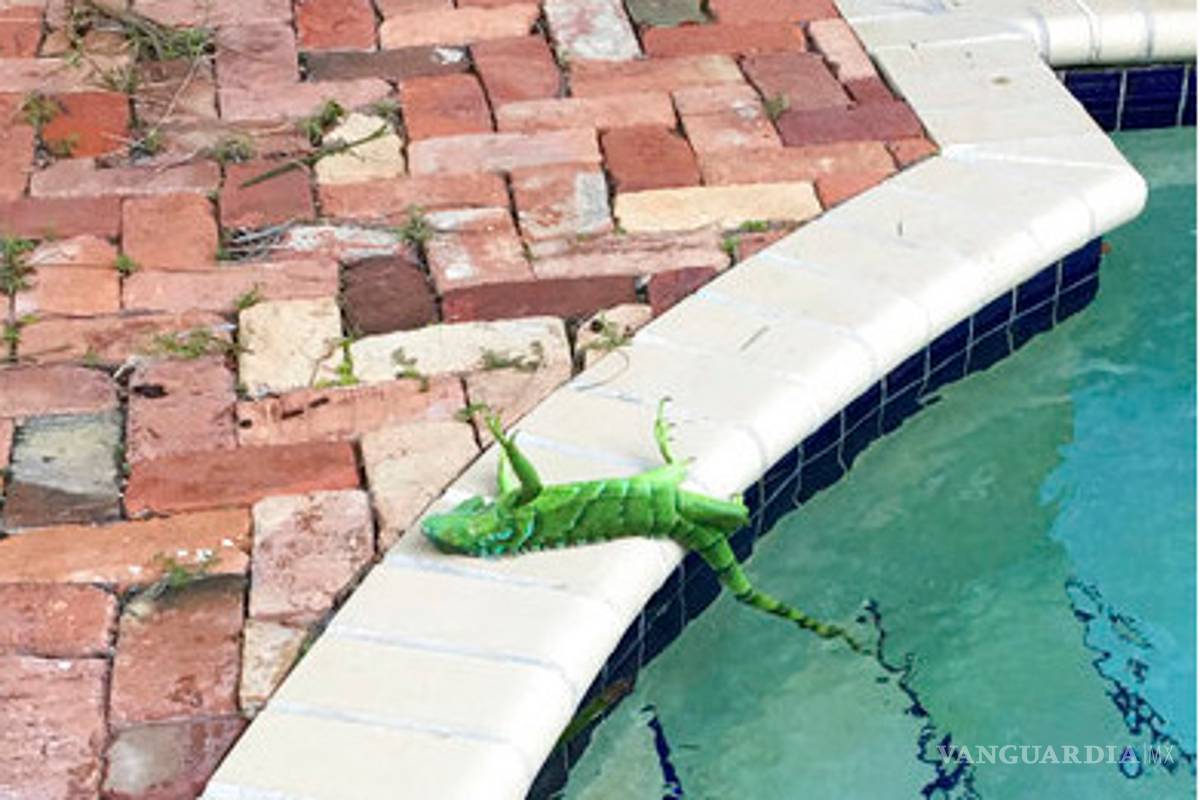 Por bajas temperaturas, las iguanas se congelan en Florida