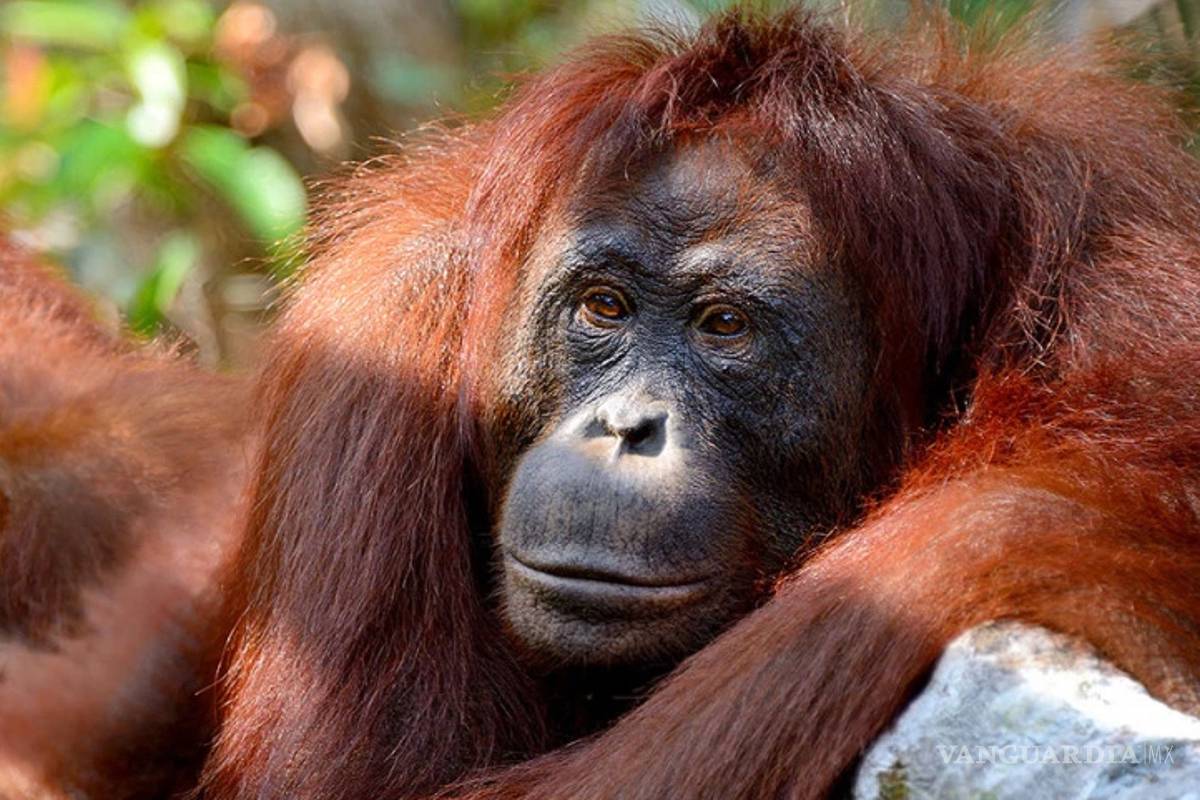 El primer ‘asesinato’ entre orangutanes