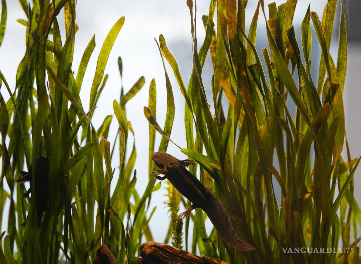 $!Un ajolote nada en un tanque en el Zoológico del Parque Chapultepec en la Ciudad de México.