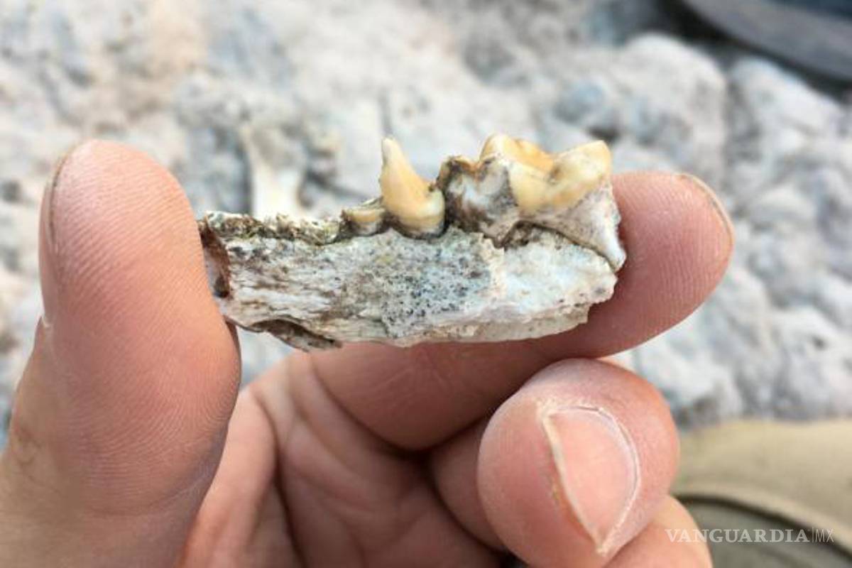 Descubren un diente fósil de una nutria marina en el centro de México