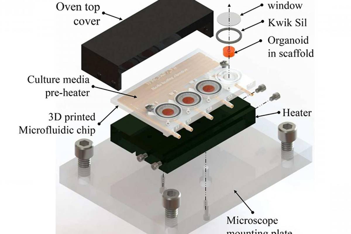 Investigadores cultivan un microtejido cerebral con un chip impreso en 3D