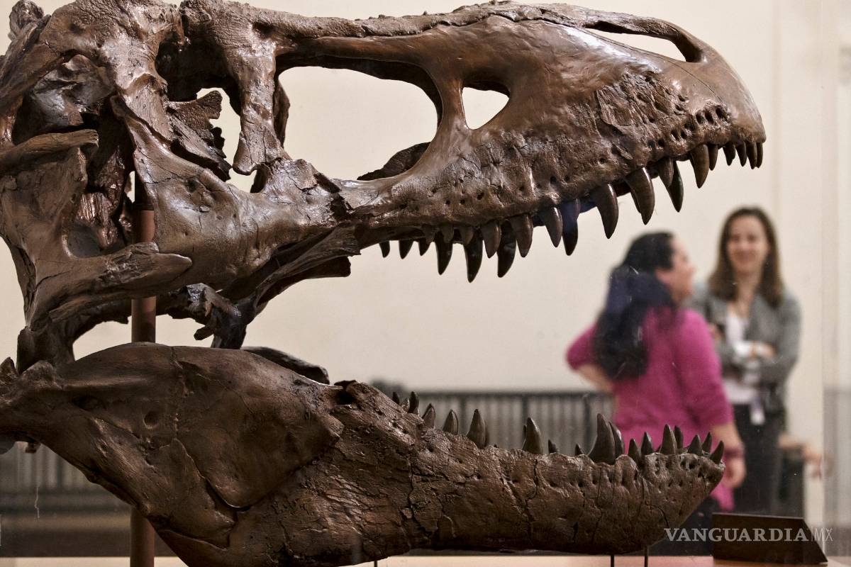 Encuentran el cráneo más grande de un Tyrannosaurus rex
