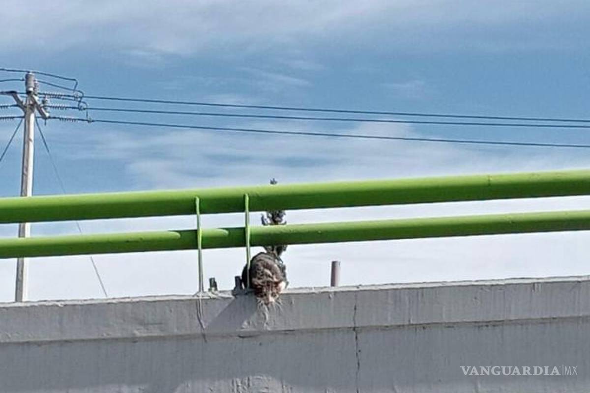$!El gatito espera encontrar una familia dispuesta a brindarle el amor y los cuidados que merece.