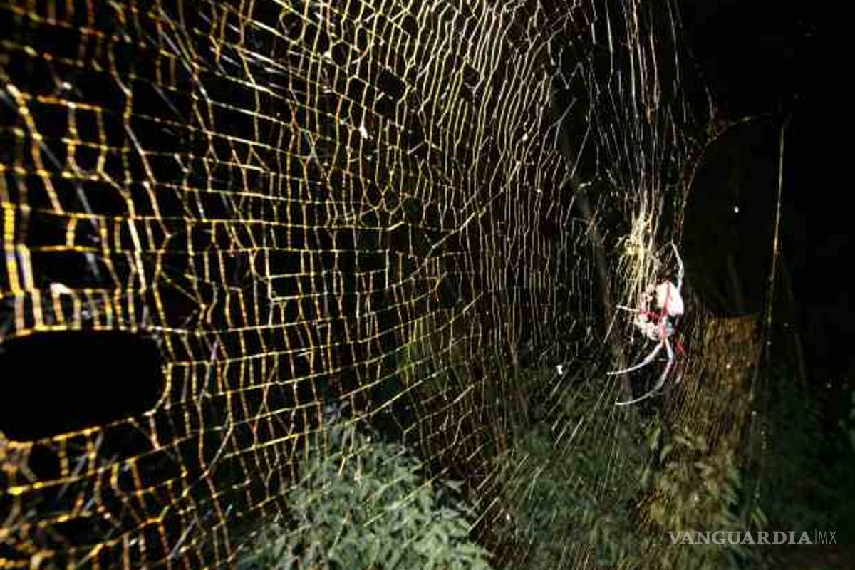 La araña que teje las telas más grandes