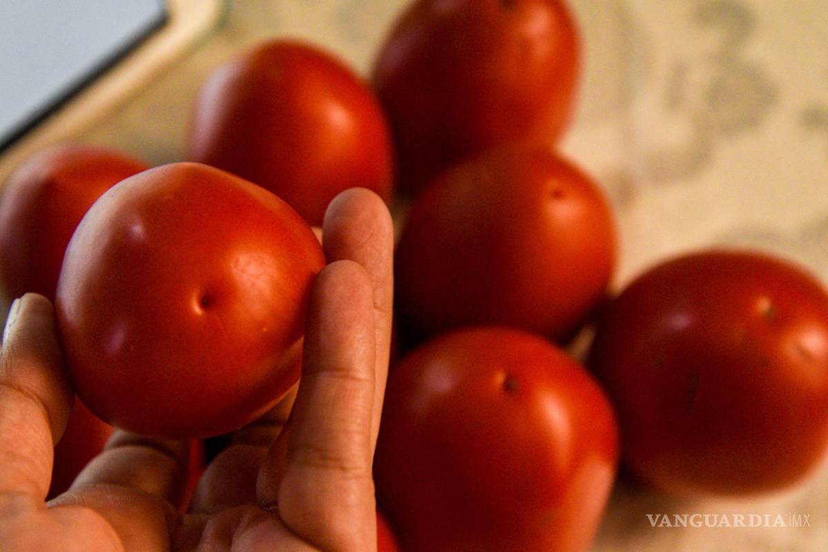 Exportadores de tomate en México piden aplazar hasta el mes de septiembre cuota de EU