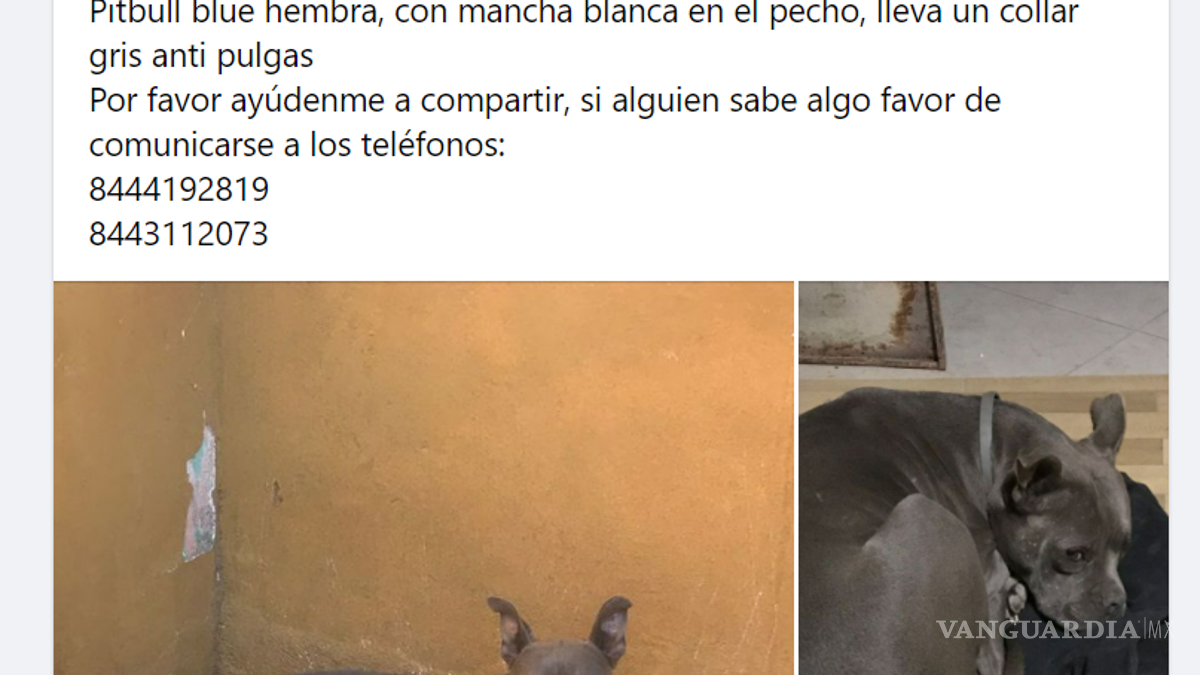 Saltillo: 19 mascotas siguen perdidas tras salir de sus casas por pirotecnia en fiestas decembrinas