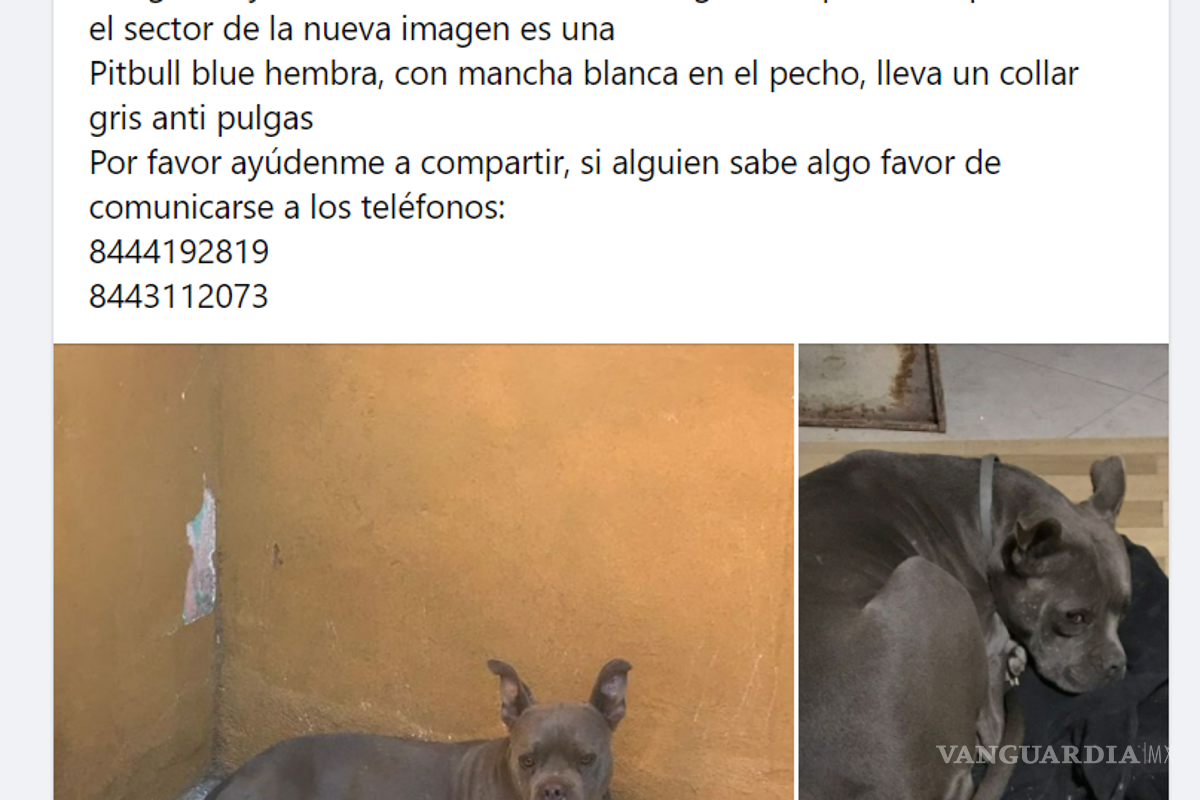 Saltillo: 19 mascotas siguen perdidas tras salir de sus casas por pirotecnia en fiestas decembrinas