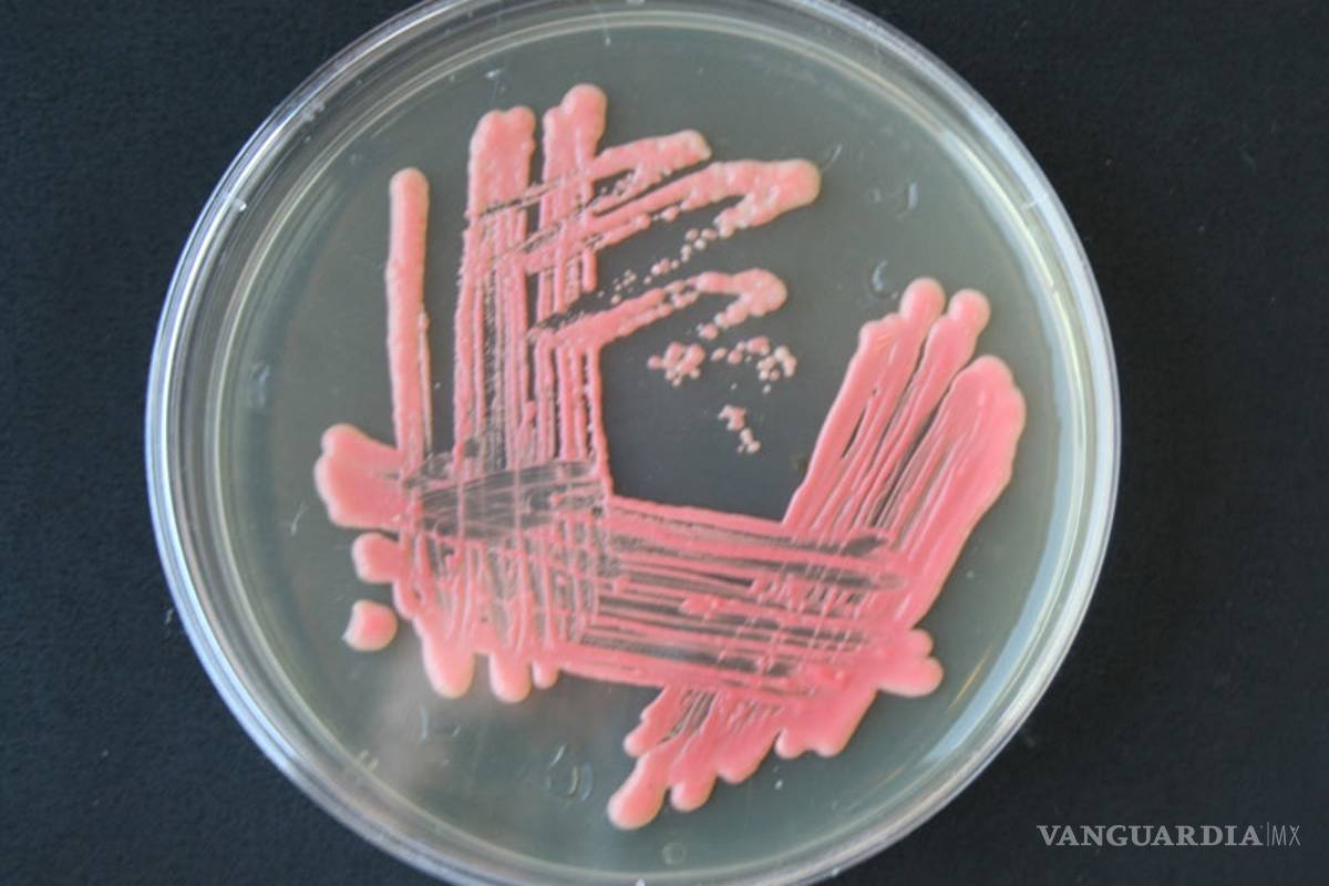 Descubren en NL un hongo que produce plástico que elimina contaminantes