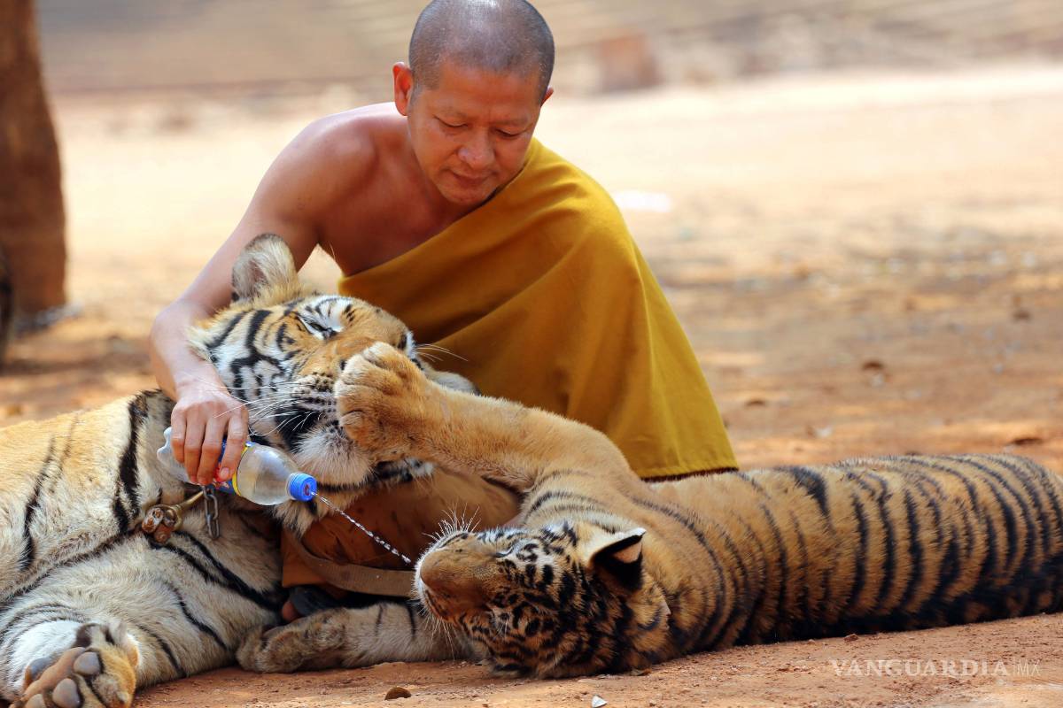$!Rescatan a 137 tigres de un templo budista en Tailandia
