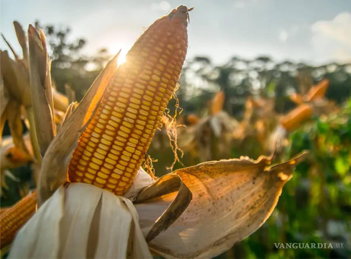 $!Sin maíz no hay País.
