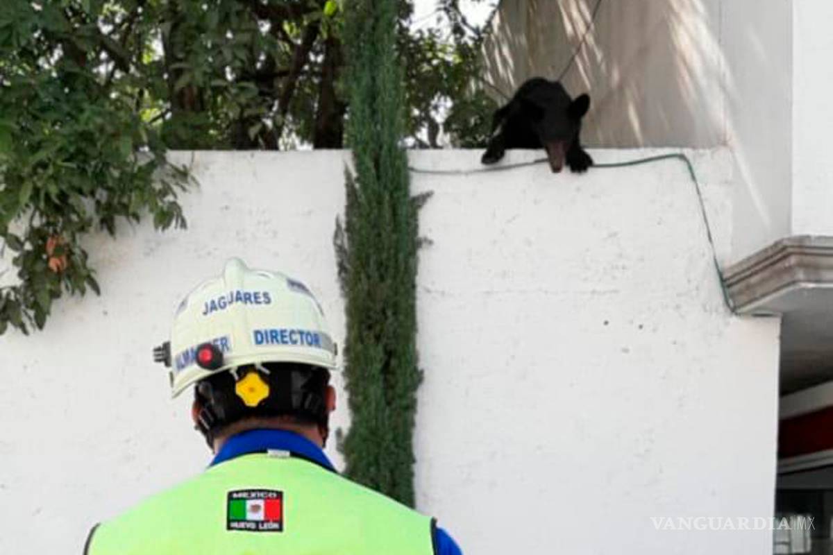 Baja osezno de sierra por intenso calor en Nuevo León
