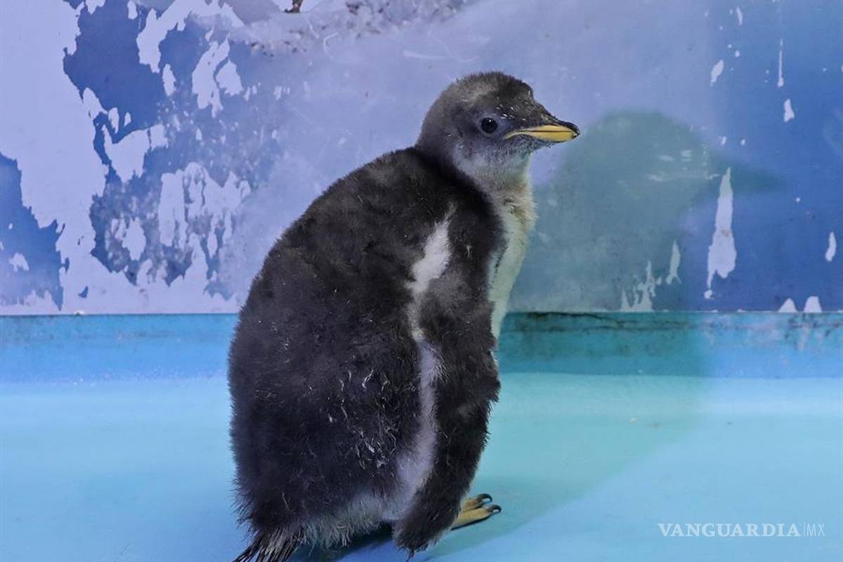 Te presentamos a Alex el primer pingüino antártico nacido en México