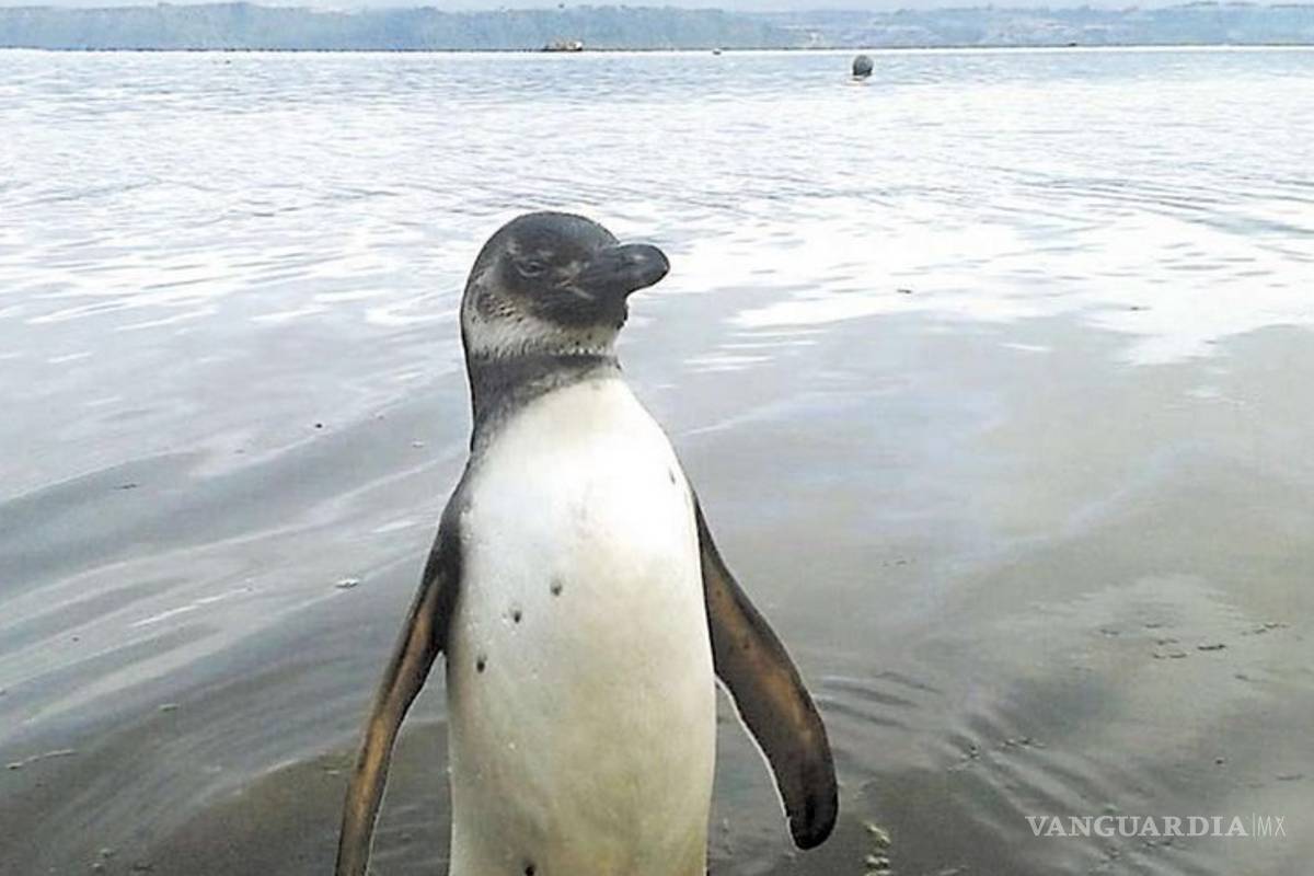 Denuncian matanza de pingüinos y lobos marinos para usar de carnada en Chile