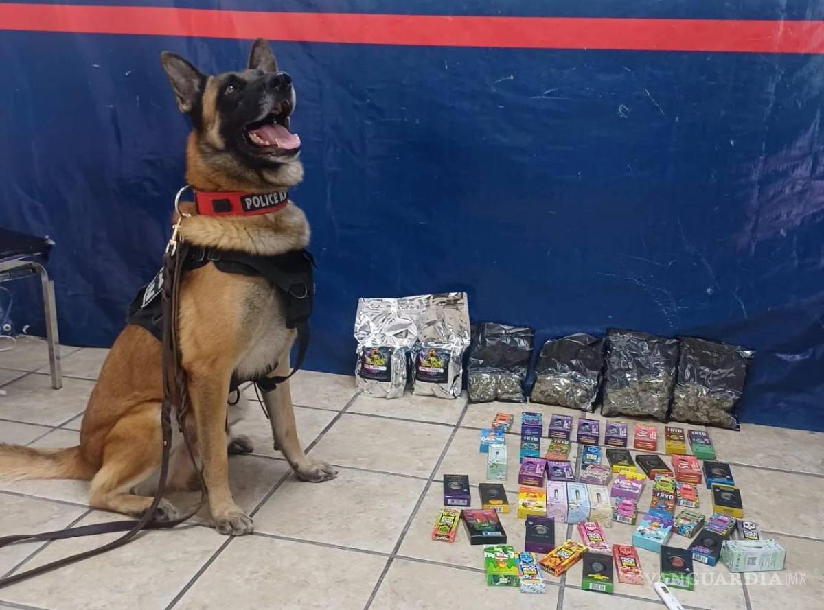 $!Binomios caninos realizan inspecciones en centros de distribución de paquetería.
