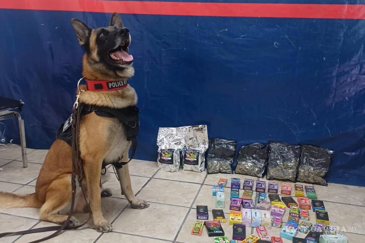 $!Binomios caninos realizan inspecciones en centros de distribución de paquetería.