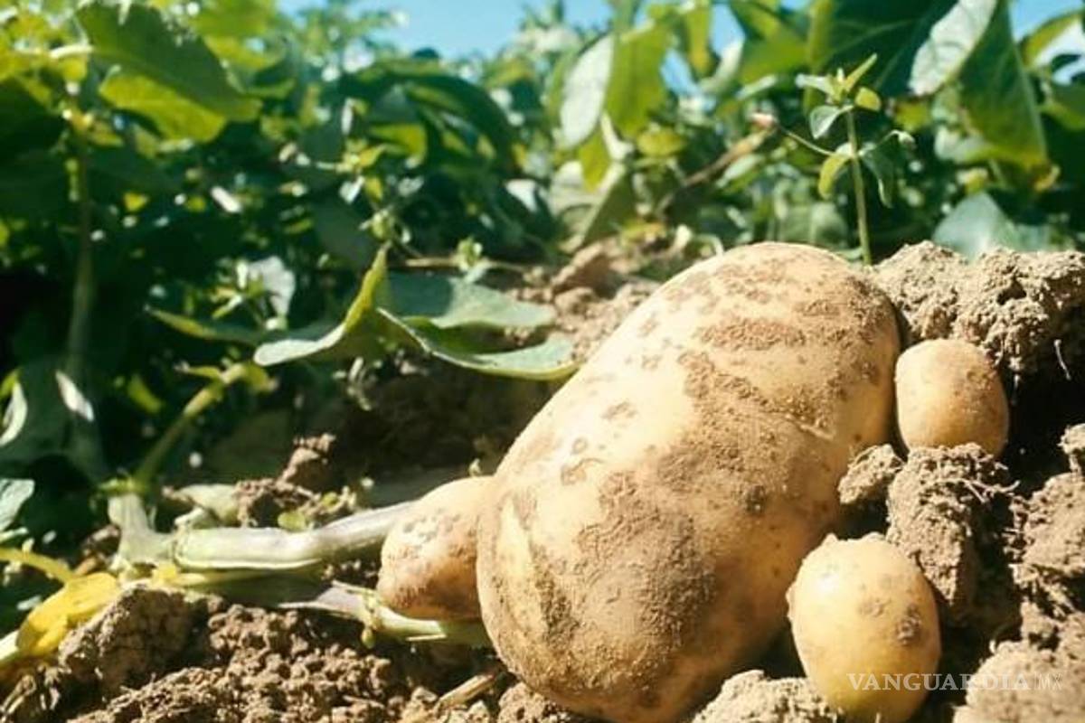 Violencia, extorsiones y sequía golean a la producción de papa en México