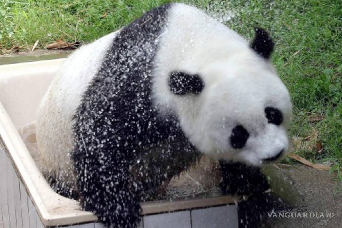 China despide al panda más viejo del mundo