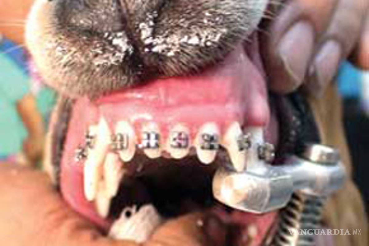 Dentistas para mascotas