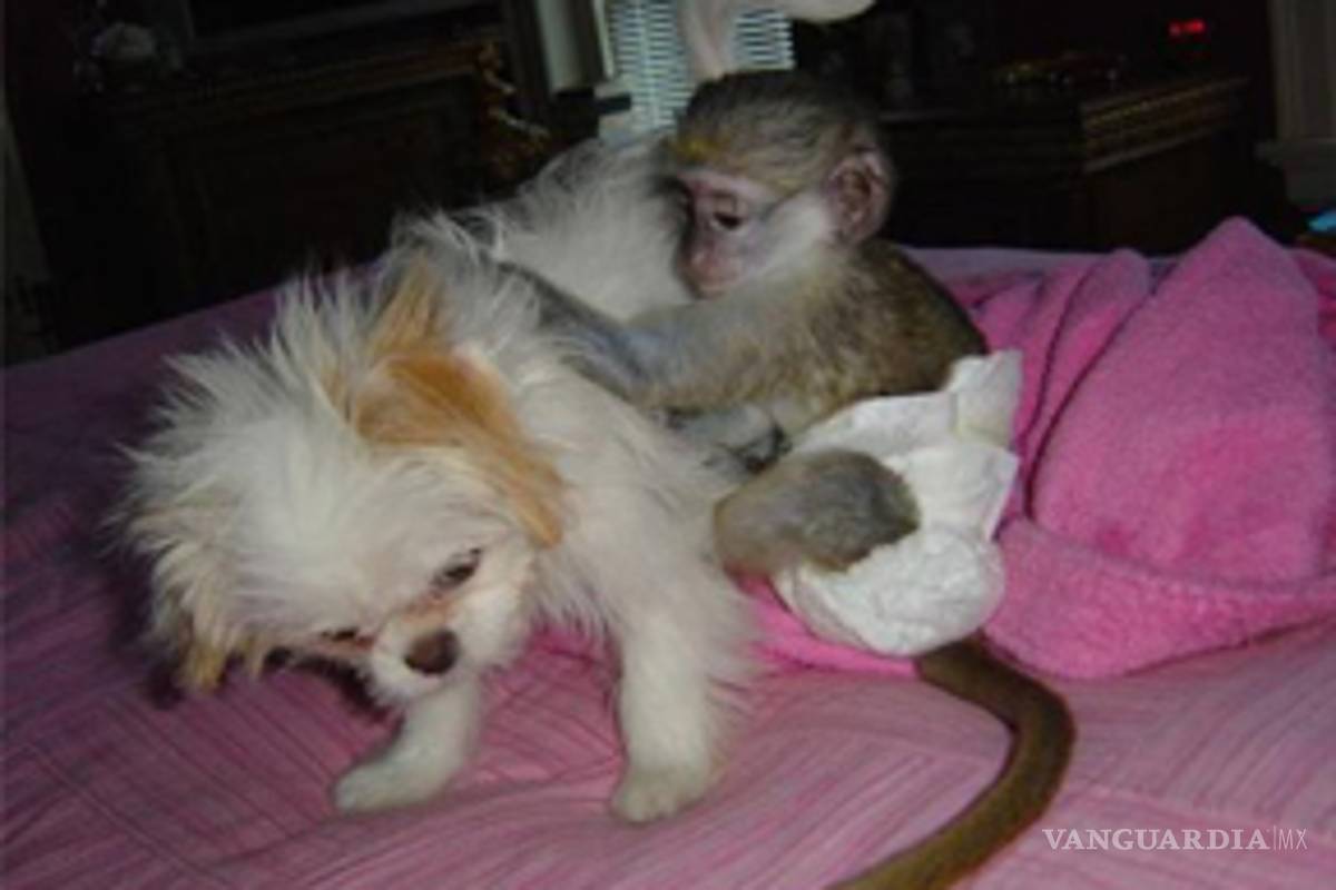 Monos capuchinos pueden atacar a sus dueños