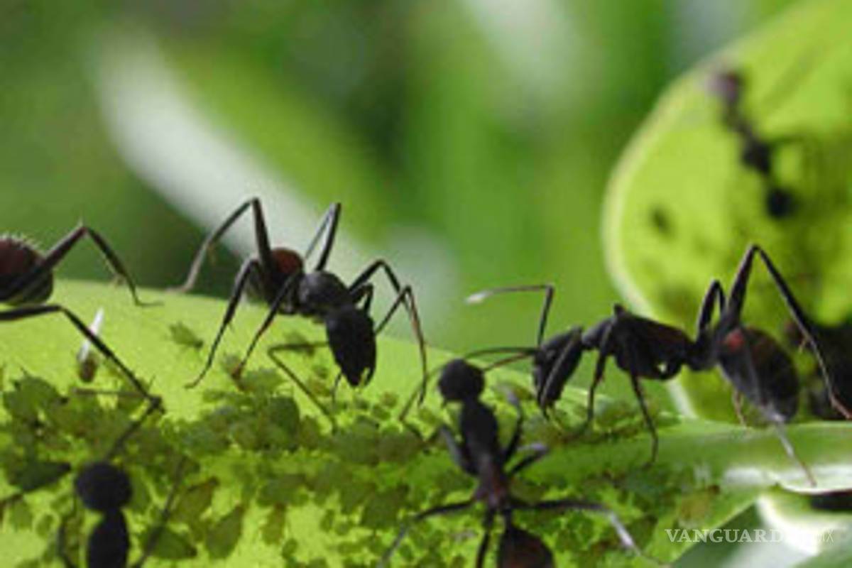 Hormigas en etapa terminal se alejan y mueren en soledad