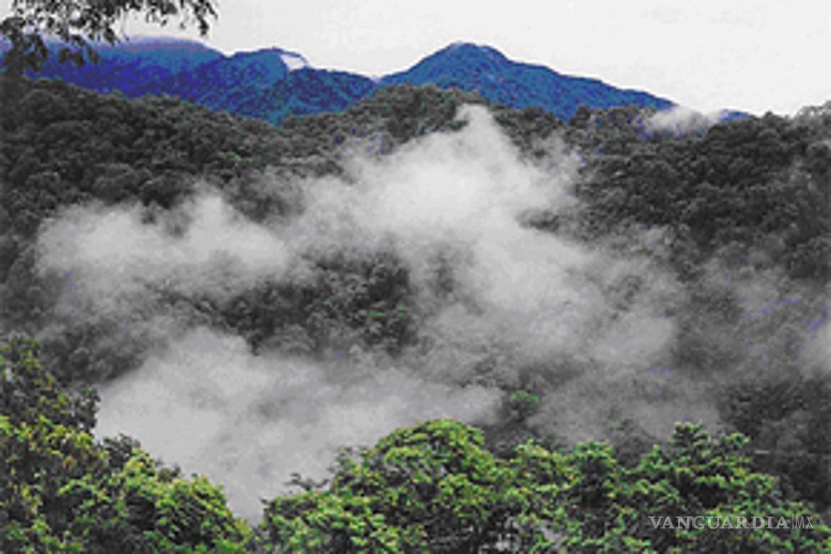 Las Yungas y Bosques nubosos en peligro