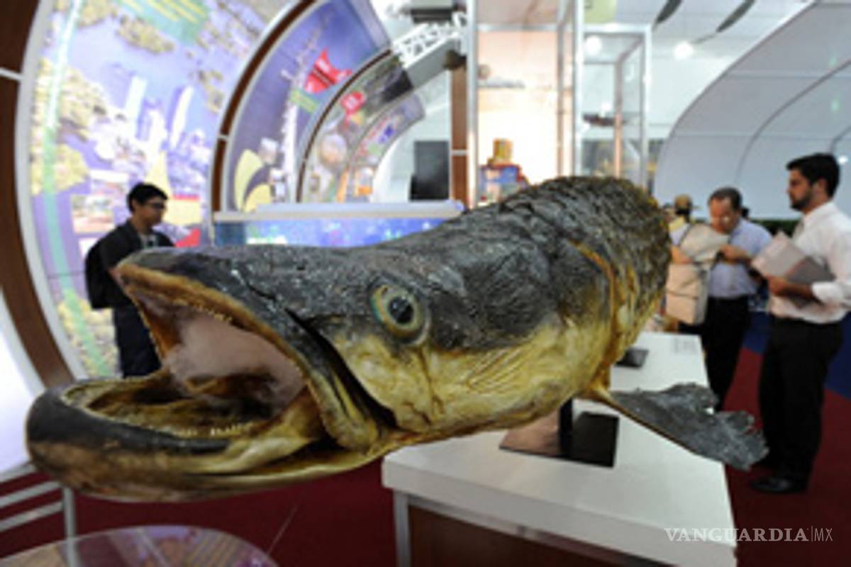Pez gigante del Amazonas llega a las pasarelas de moda