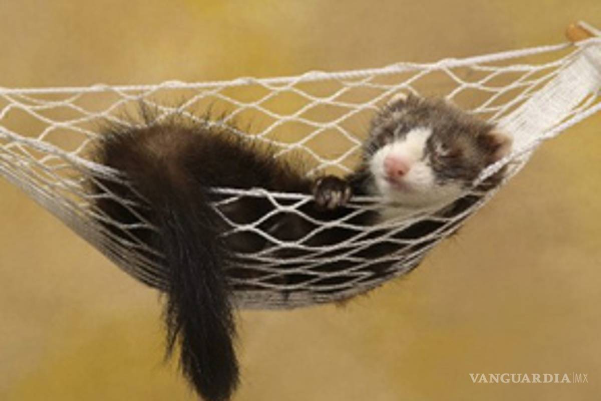 Hurón, un animal exótico de moda