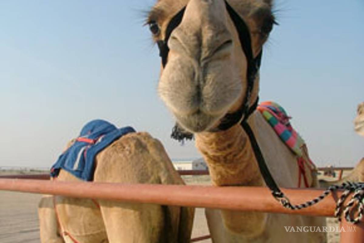 Restaurante ofrece hamburguesas con carne de camello