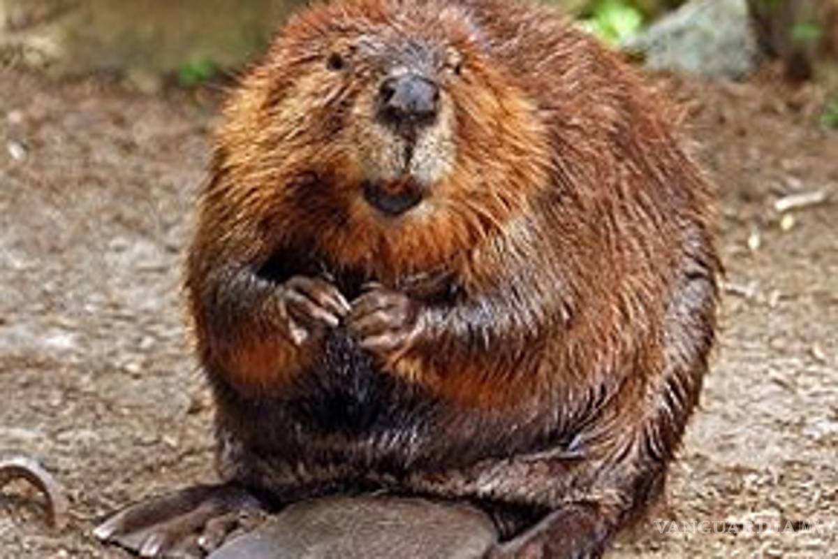 Encuentran especie de castores en peligro de extinción