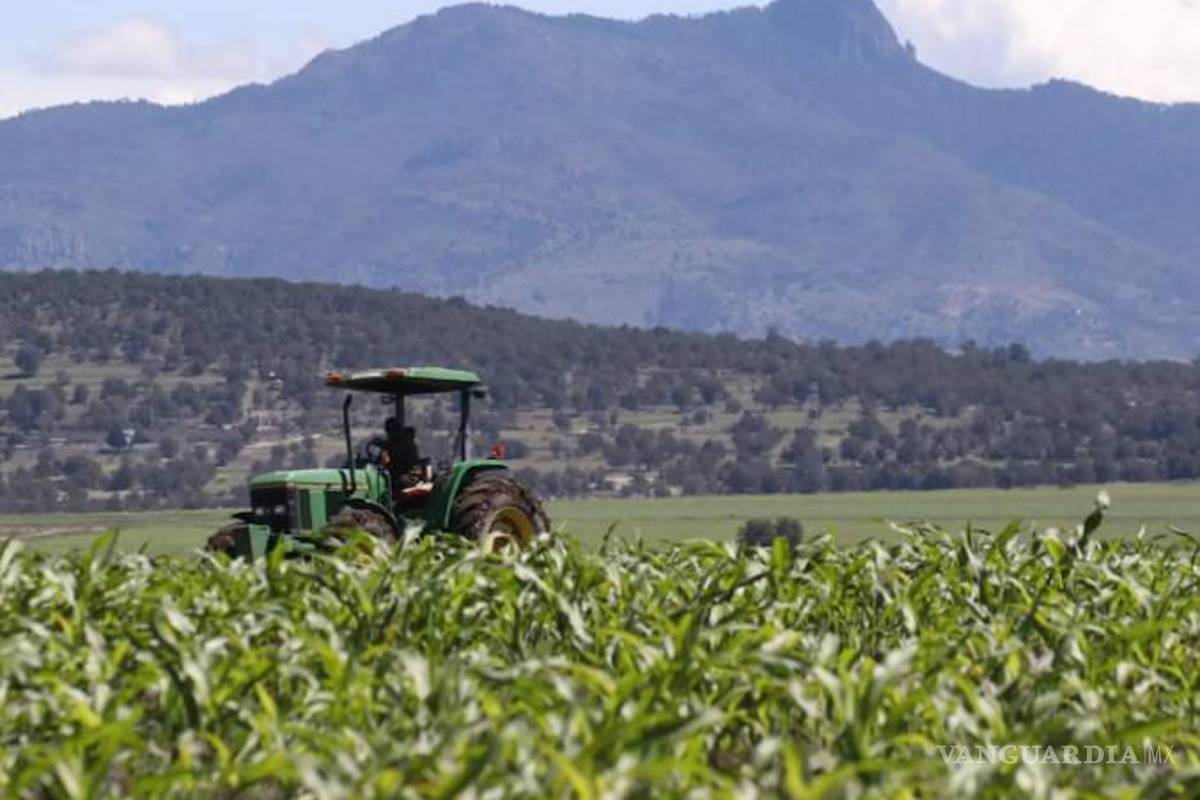 Gobierno de AMLO hunde financiamiento al campo productivo y arriesga autosuficiencia alimentaria