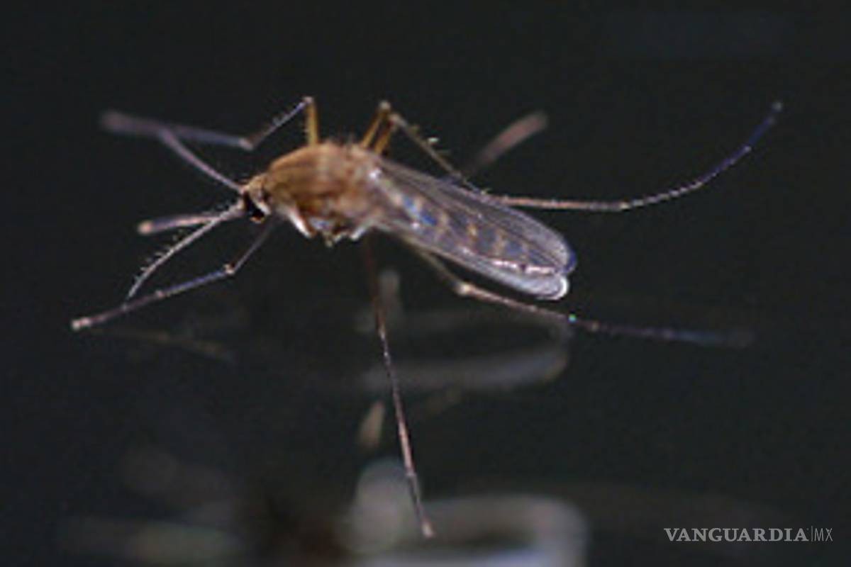 Refuerzan medidas en Quintana Roo por brote de dengue